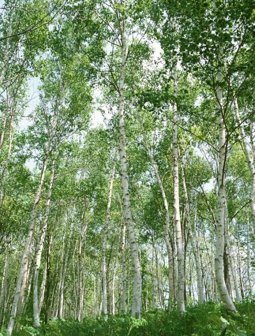 陶醉在小树林中