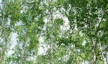 陶醉在那片小树林中