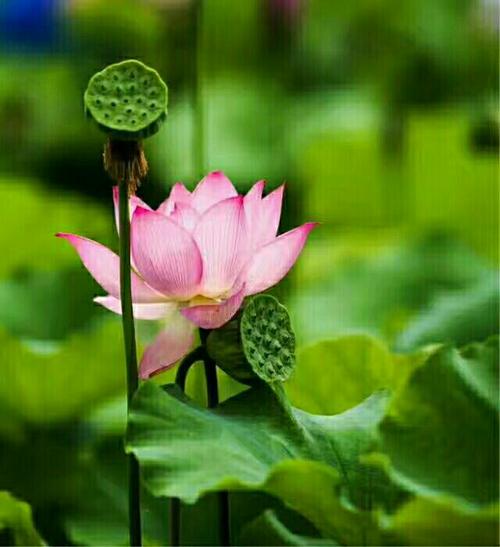 幸福在等待莲花盛开