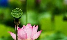 幸福，就是等待莲花开