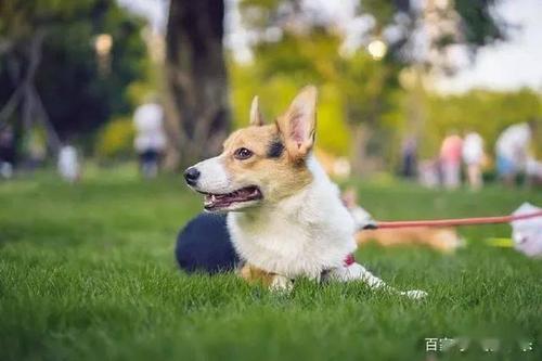 小狗的最爱