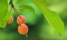 我爱故乡的海棠果