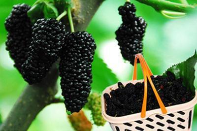 爱如桑berries