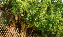 老树和它的叶子