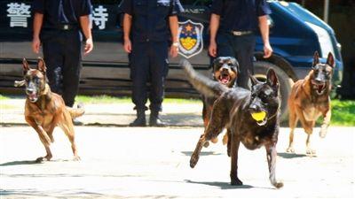 我想当警犬训练师