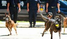 我想当一名警犬训导员