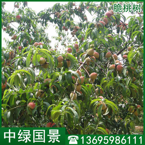 桃树的四个季节
