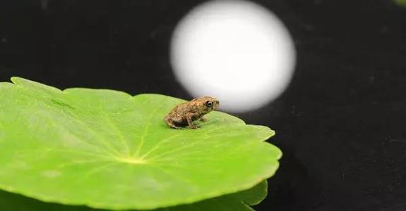 记忆中的青蛙叫声
