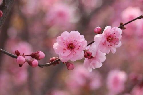 快乐花绳