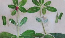 千姿百态的树叶