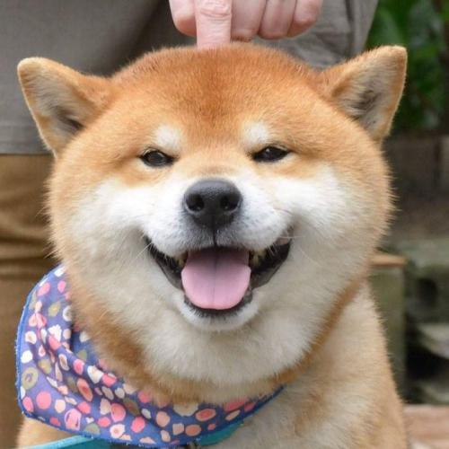 描述柴犬的成分