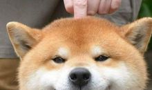 描写柴犬的作文