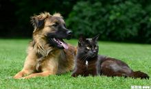 小猫和小狗的争吵