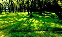 大自然的奏鸣曲