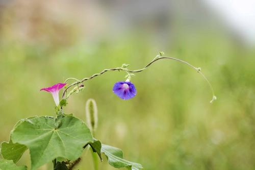 敬畏牵牛花