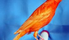 像飞鸟一样美丽