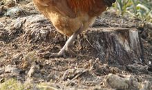 我的妈妈是公鸡