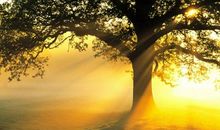 晨曦中的那抹橘黄