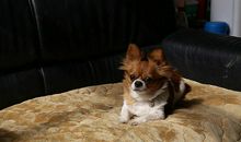 狗狗的十个愿望