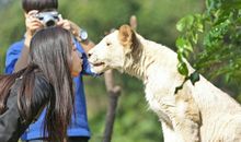 第一次与猛兽亲密接触