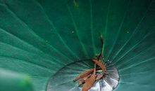 一滴露水滴落的过程