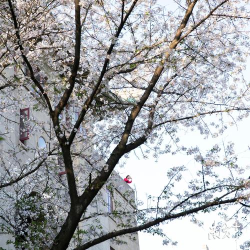 顽强的春天