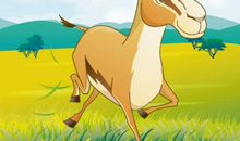 藏羚羊的故事读后感