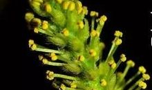 我是春天的一阵风