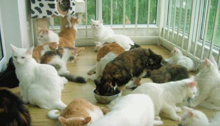 假路猫
