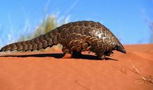 爱在进行时——保护穿山甲