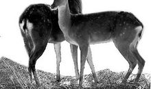 小山羊和鹿