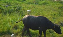 我的妈妈像一头牛