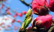 春天向我们走来