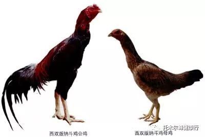 “斗鸡”