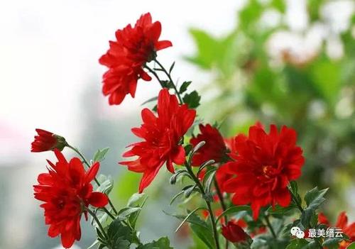 我心中的芬芳