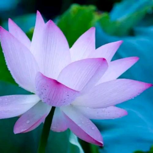小河哭