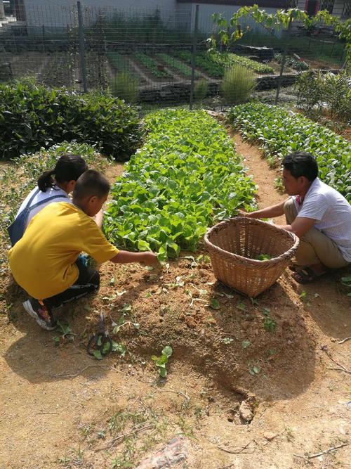 爷爷的收成季节