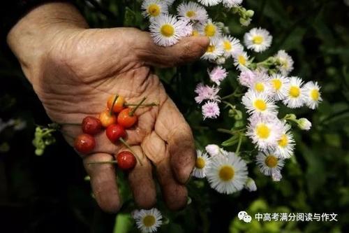 梨花一生的爱季