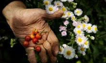 一季梨花一生情