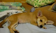 我家的“睡神”