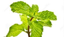 描写薄荷的作文