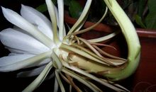 我愿做一朵昙花