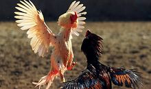 精彩的斗鸡比赛