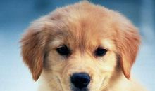 那只勇敢的黄狗