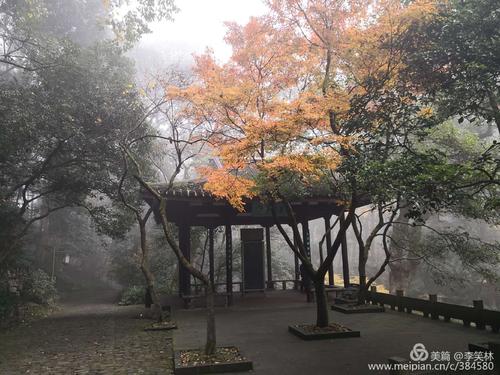 雾中的真相