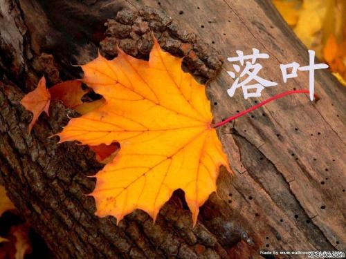 落叶深情
