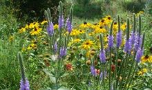 那年冬天盛开的野花