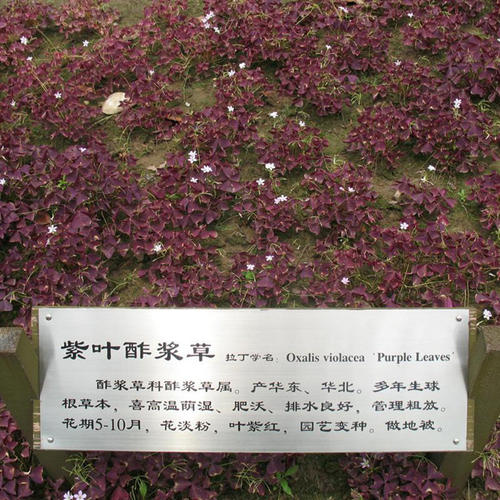 我是幸运的种子