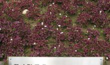 我是一颗幸运的种子