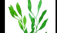 多姿多彩的树叶子